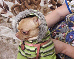 Собаки в Красногорске: Вязка чихуахуа, Бесплатно - фото 4
