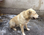 Собаки в Бийске: Алабай (на вязку), 101 руб. - фото 1