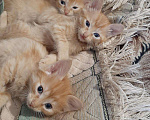 Кошки в Игарке: Котята, Бесплатно - фото 9