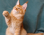 Кошки в Мытищах: Котенок Мейн-кун Мальчик, 40 000 руб. - фото 8