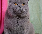 Кошки в Москве: Британские чистокровные котята. Мальчик, 55 000 руб. - фото 2