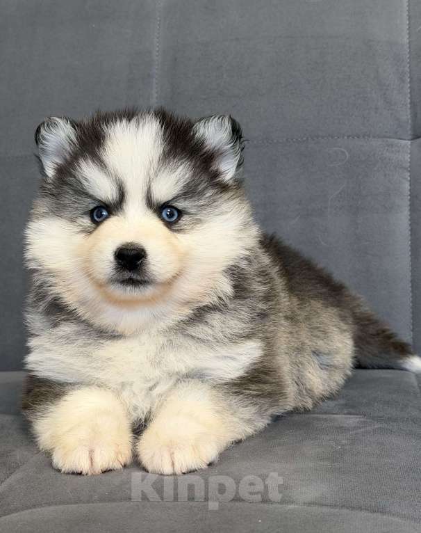 Собаки в Санкт-Петербурге: Девочка помски Девочка, 80 000 руб. - фото 5