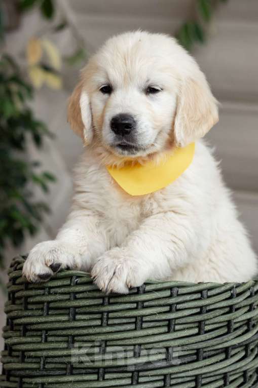 Собаки в Магнитогорске: Щенки золотистого ретривера Мальчик, 50 000 руб. - фото 3