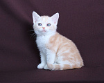 Кошки в Санкт-Петербурге: Продажа американских короткошерстных котят Мальчик, 60 000 руб. - фото 4