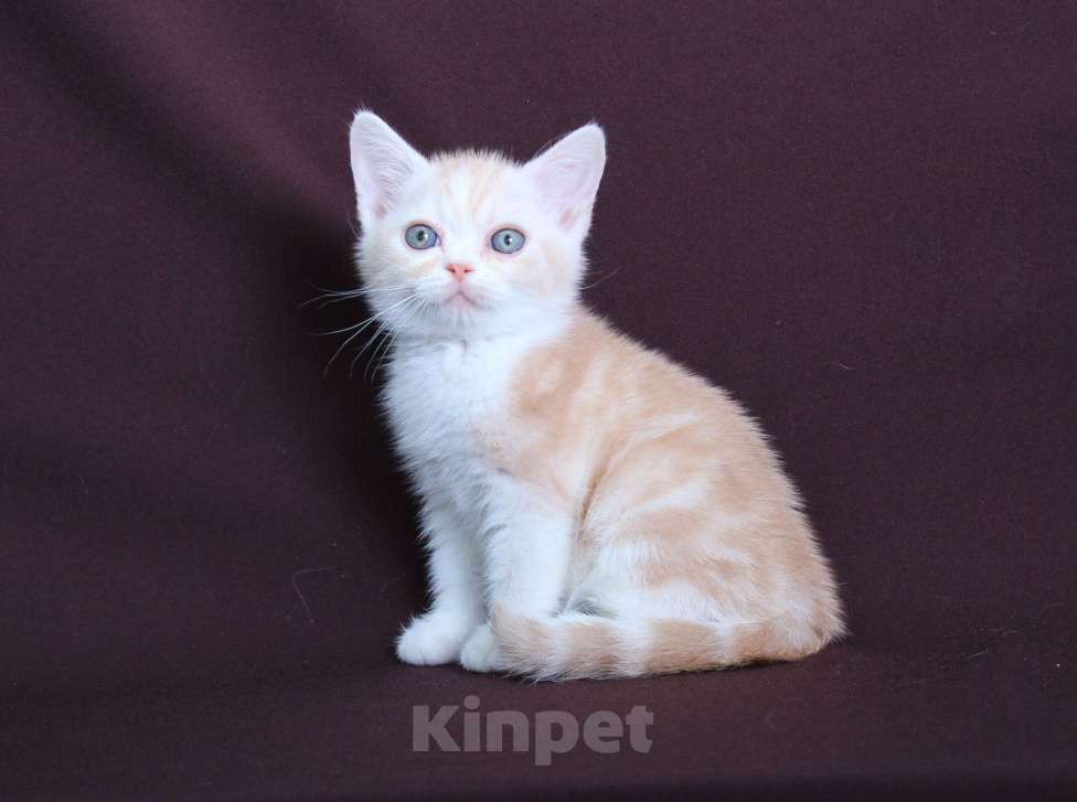 Кошки в Санкт-Петербурге: Продажа американских короткошерстных котят Мальчик, 60 000 руб. - фото 4