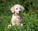 Собаки в других городах Владимирской области: 🐶 Маленькая мечта по имени Майли ищет свой дом! Девочка, Бесплатно - фото 1