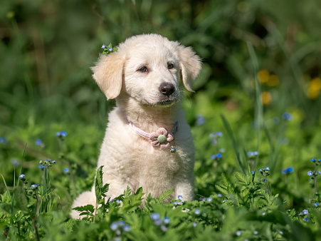 🐶 Маленькая мечта по имени Майли ищет свой дом!