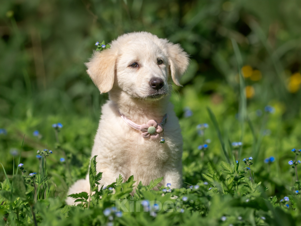 Собаки в других городах Владимирской области: 🐶 Маленькая мечта по имени Майли ищет свой дом! Девочка, Бесплатно - фото 1