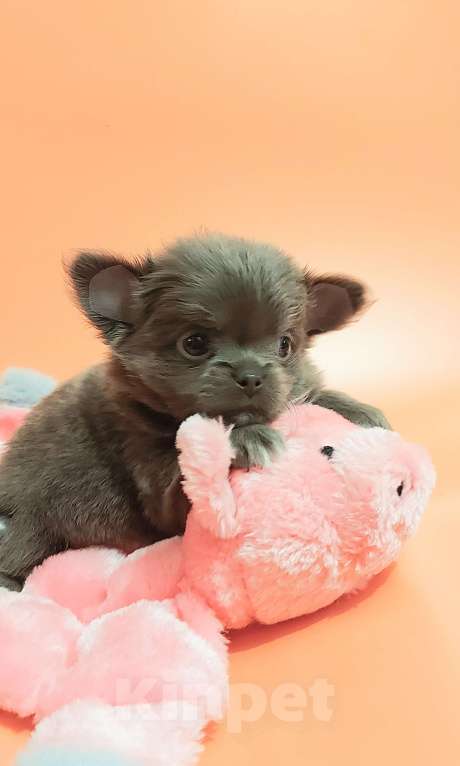 Собаки в Новосибирске: Девочка Чихуахуа Девочка, Бесплатно - фото 3