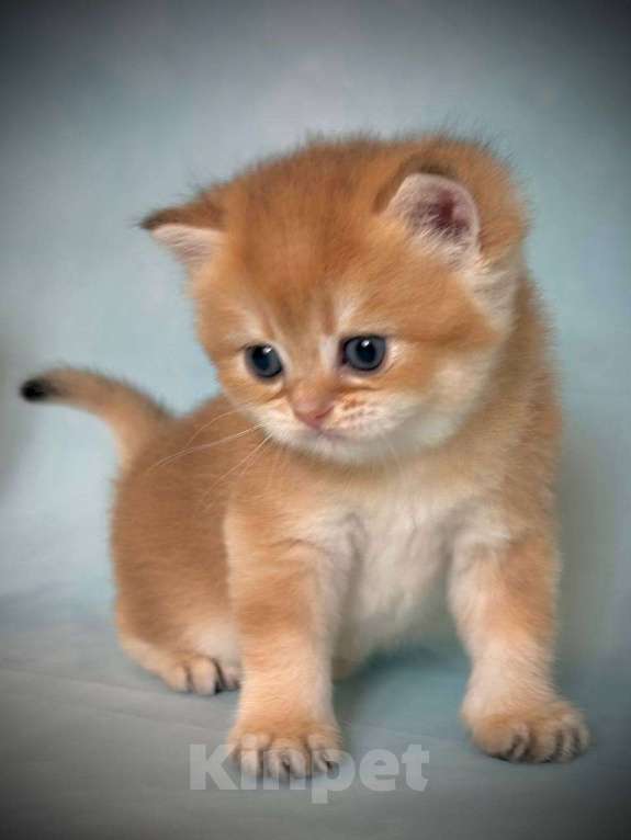 Кошки в Калуге: Британская золотая шиншилла Девочка, 45 000 руб. - фото 9