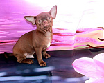 Собаки в Колпино: Чихуахуа щенки Мальчик, 25 000 руб. - фото 1