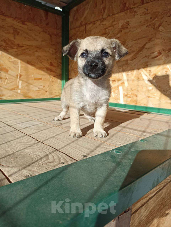 Собаки в Москве: Маленькая собачка щенок Девочка, Бесплатно - фото 3