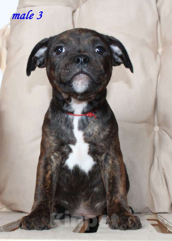 Собаки в Москве: Щенки стаффордширского бультерьера Мальчик, 50 000 руб. - фото 4