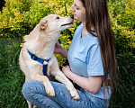 Собаки в Волоколамске: Асенька, собака-компаньон в добрые руки Девочка, Бесплатно - фото 4