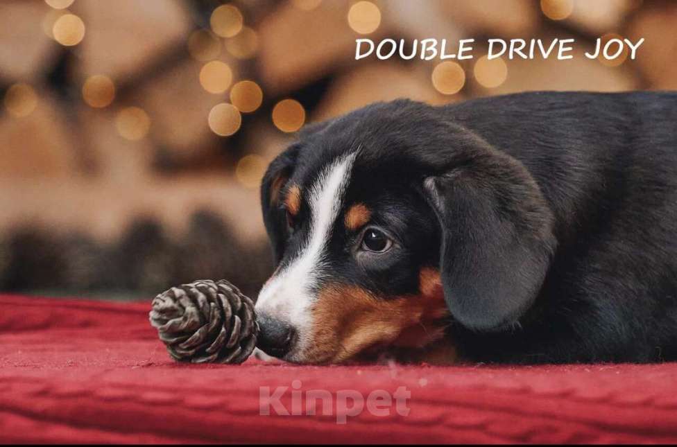 Собаки в Москве: Щенки энтлебухер зенненхунд  Девочка, Бесплатно - фото 5