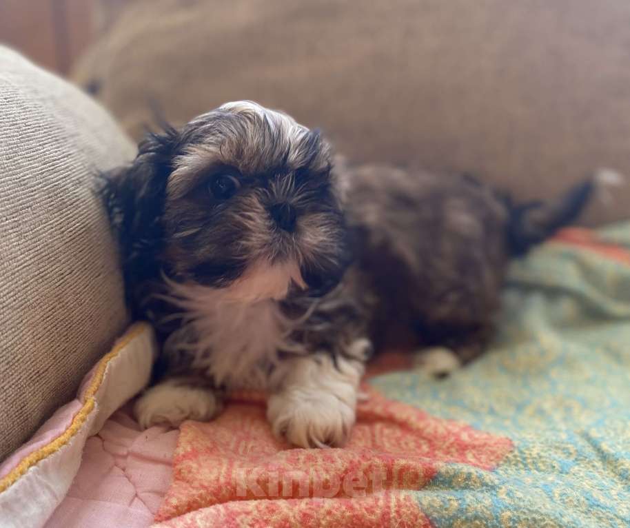 Собаки в Санкт-Петербурге: Очаровательная девочка золотого окраса Девочка, 40 000 руб. - фото 2