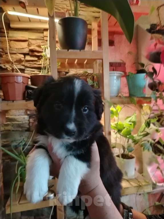 Собаки в Первоуральске: Щенки бордер колли Мальчик, 100 000 руб. - фото 6