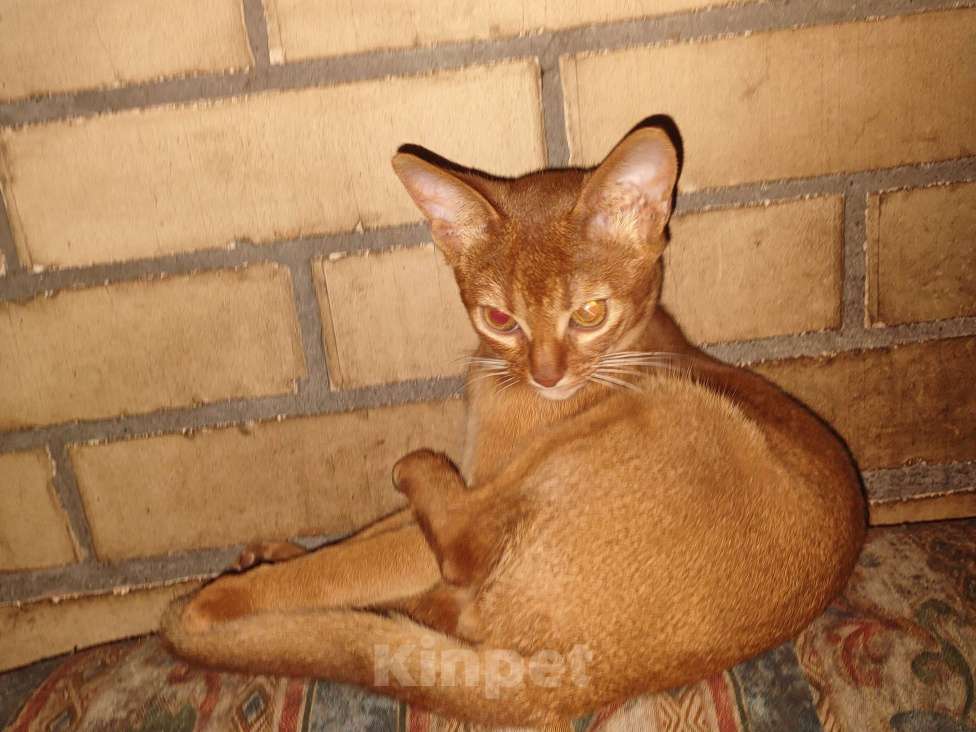 Кошки в Москве: Великолепный мальчик соррель окраса,принц!!!,4 месяца,ветпаспорт международного образца,прививкаа Мальчик, 58 000 руб. - фото 3