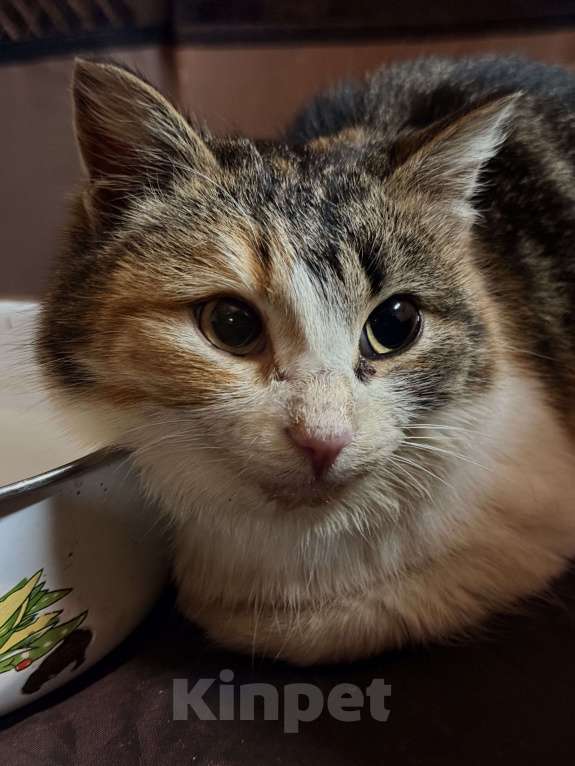 Кошки в Москве: ‼️Ирис ИЩЕТ ДОМ‼️МОСКВА И МО📣 Девочка, Бесплатно - фото 4