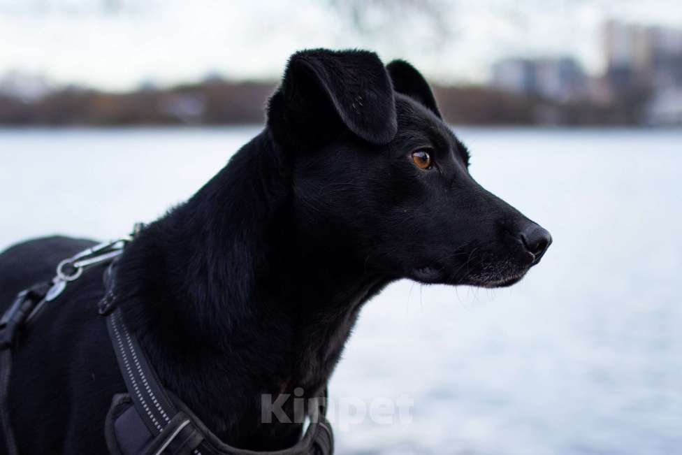 Собаки в Красногорске: Альма нуждается в доме, где её по-настоящему полюбят Девочка, 1 руб. - фото 1