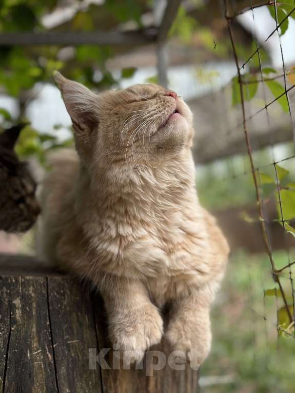 Кошки в Дмитрове: Кошечка мейн-кун Девочка, Бесплатно - фото 2