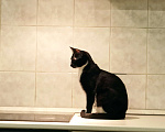 Кошки в Казани: Кошечка Акира ищет новый дом  Девочка, Бесплатно - фото 3