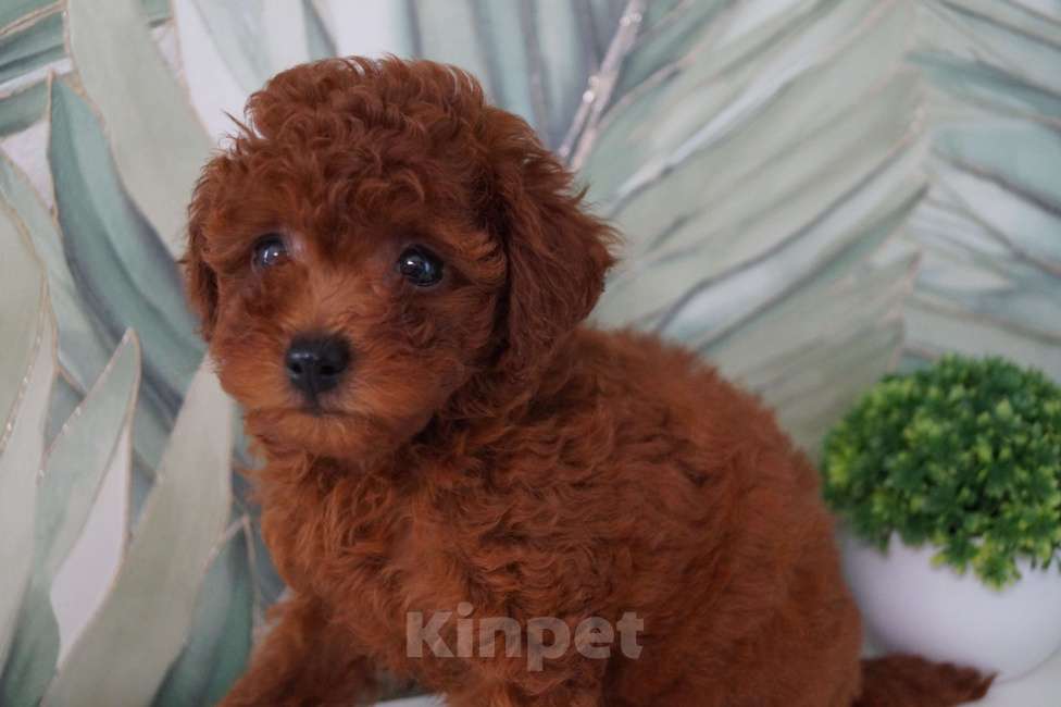 Собаки в Москве: Щенок той пуделя- девочка Девочка, 80 000 руб. - фото 4