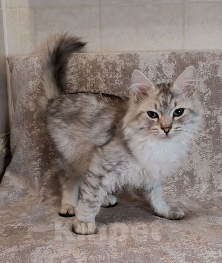 Кошки в Санкт-Петербурге: Предлагаются к продаже сибирские кошки Мальчик, 40 000 руб. - фото 1