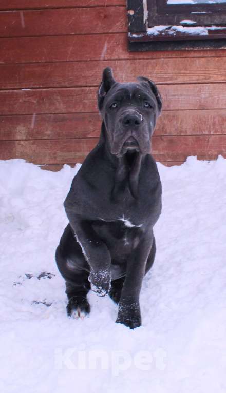 Собаки в Вологде: Кане корсо. Подрастают девчёнки Девочка, 70 000 руб. - фото 3