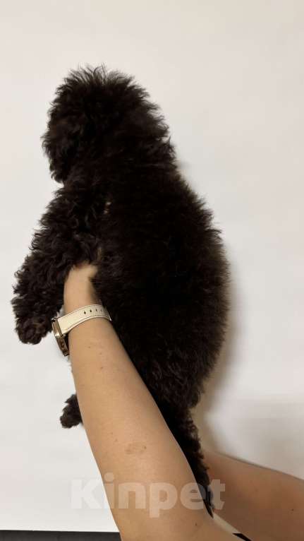 Собаки в Москве: Той-пудель Мальчик, 60 000 руб. - фото 2