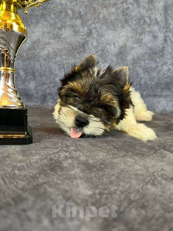 Собаки в Вологде: Щенок бивер терьера Дэйви. Плюшевый медвежонок в качестве домашнего любимца. Мальчик, 45 000 руб. - фото 4