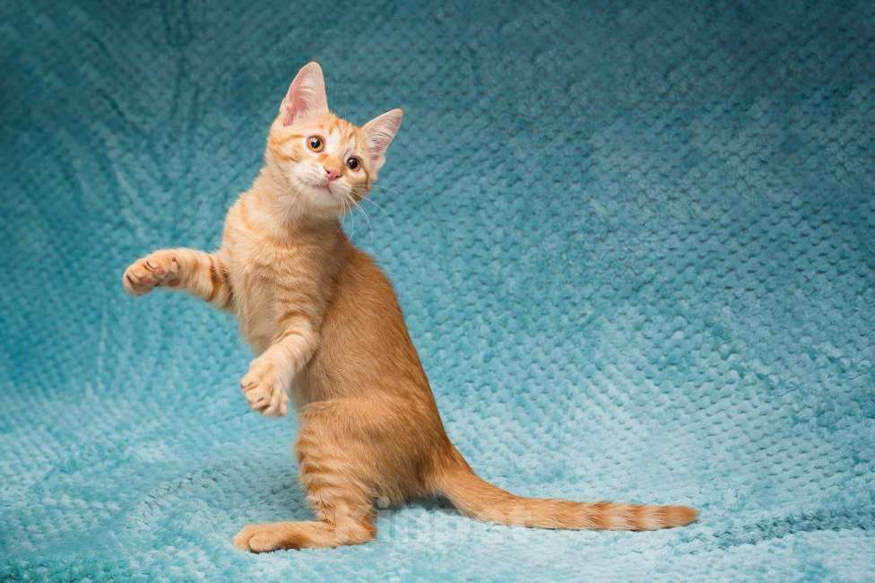 Кошки в Москве: Рыжий котенок Марчелло Мальчик, Бесплатно - фото 2