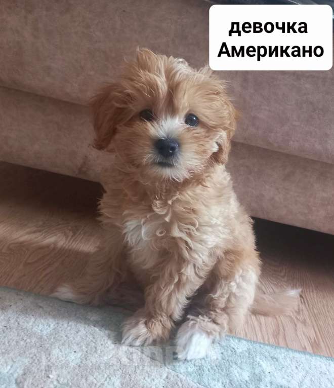 Собаки в других городах Московской области: Американо Девочка мальтипу Девочка, 50 000 руб. - фото 2