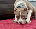 Собаки в других городах Московской области: Американский булли Мальчик, 150 000 руб. - фото 3