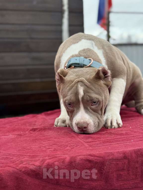 Собаки в других городах Московской области: Американский булли Мальчик, 150 000 руб. - фото 3