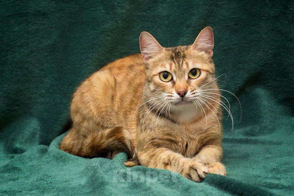 Кошки в Москве: Хикат Девочка, Бесплатно - фото 5