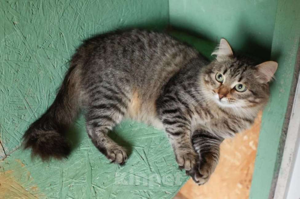 Кошки в Москве: Пушистый красавиц кот Степан в добрые руки Мальчик, Бесплатно - фото 3