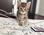 Кошки в Краснодаре: Котенок в добрые руки  Девочка, Бесплатно - фото 3