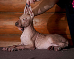 Собаки в Александрове: Ксолоитцкуинтли стандартного размера  Девочка, Бесплатно - фото 10