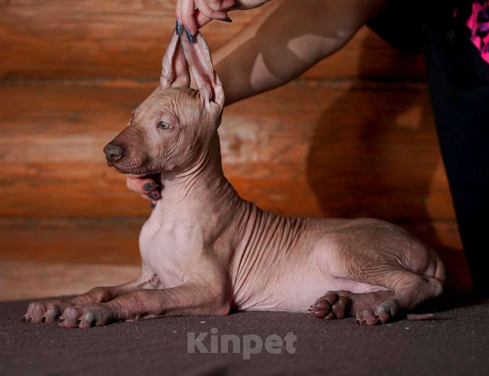 Собаки в Александрове: Ксолоитцкуинтли стандартного размера  Девочка, Бесплатно - фото 10