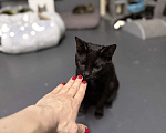 Кошки в Москве: Черный котик ищет дом Мальчик, Бесплатно - фото 9