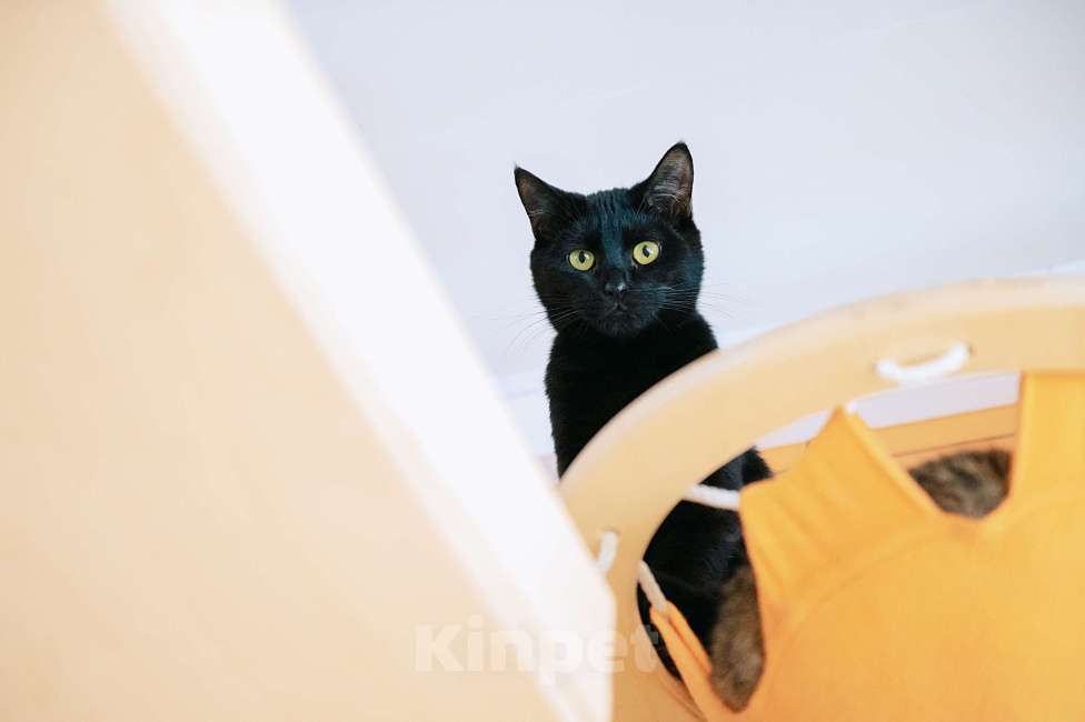 Кошки в других городах Московской области: Сардина - утонченный котик Мальчик, Бесплатно - фото 1