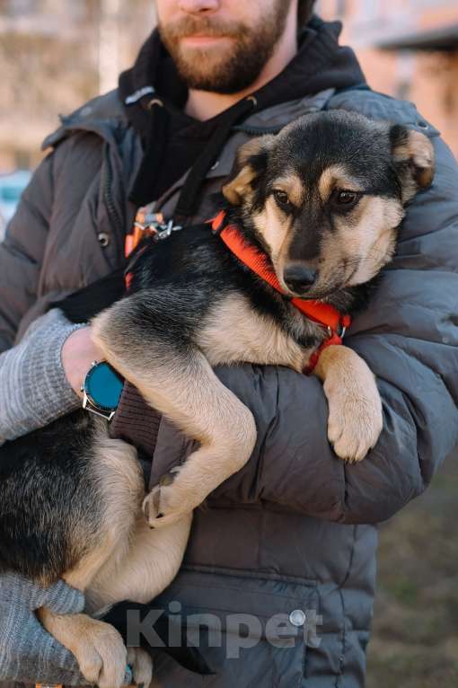 Собаки в Санкт-Петербурге: Эбби из приюта в добрые руки Девочка, Бесплатно - фото 10