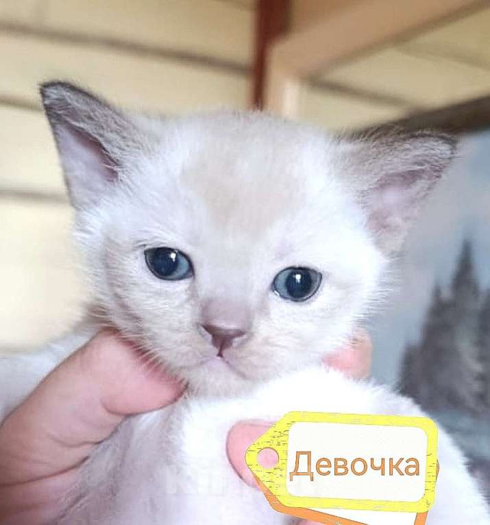 Кошки в Москве: Бурманские котята Девочка, 40 000 руб. - фото 1