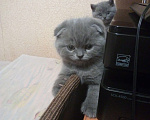 Кошки в Химках: Вязка c шотландским котом Мальчик, 3 000 руб. - фото 3