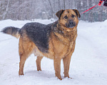 Собаки в Люберцах: Самый добрый и спокойный Бой в поисках самого теплого дома Мальчик, 10 руб. - фото 2