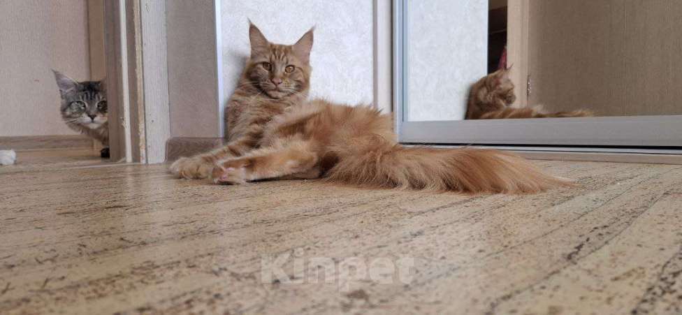 Кошки в Геленджике: Кошка мейн-кун с родословной Девочка, 60 000 руб. - фото 2