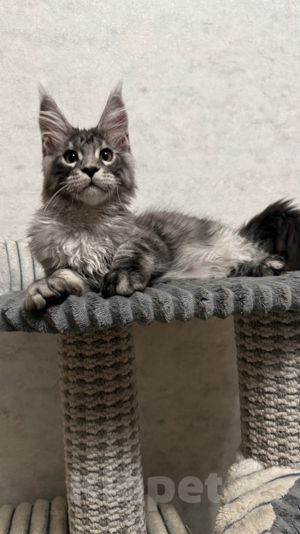 Кошки в Туле: Котёнок мейн кун Мальчик, 60 000 руб. - фото 4