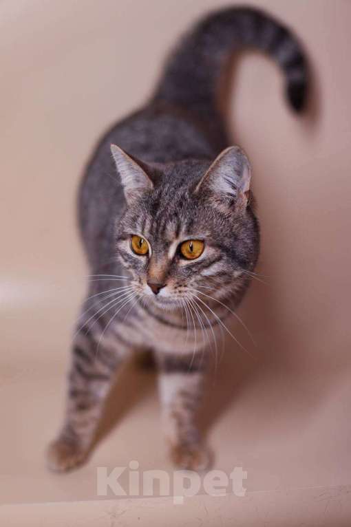 Кошки в Москве: кот Носик и кошка Вита ищут дом Мальчик, Бесплатно - фото 3