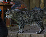 Кошки в Камызяке: Стерилизованные девочки Девочка, Бесплатно - фото 4
